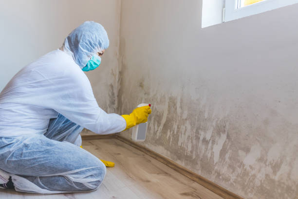 Licensed Commercial Mold Remediation service in Harrisburg, OR - WQB Mold Removal
